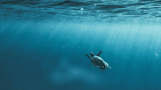 A Guide to the Magnificent Diversity of Sea Turtles