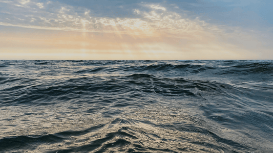 The Resilient Wanderers: Sea Turtles in the North Sea