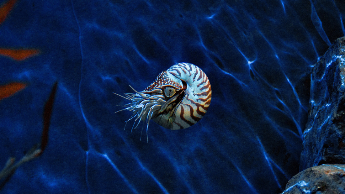 10 Underwater Creature Facts We Bet You Won't Know