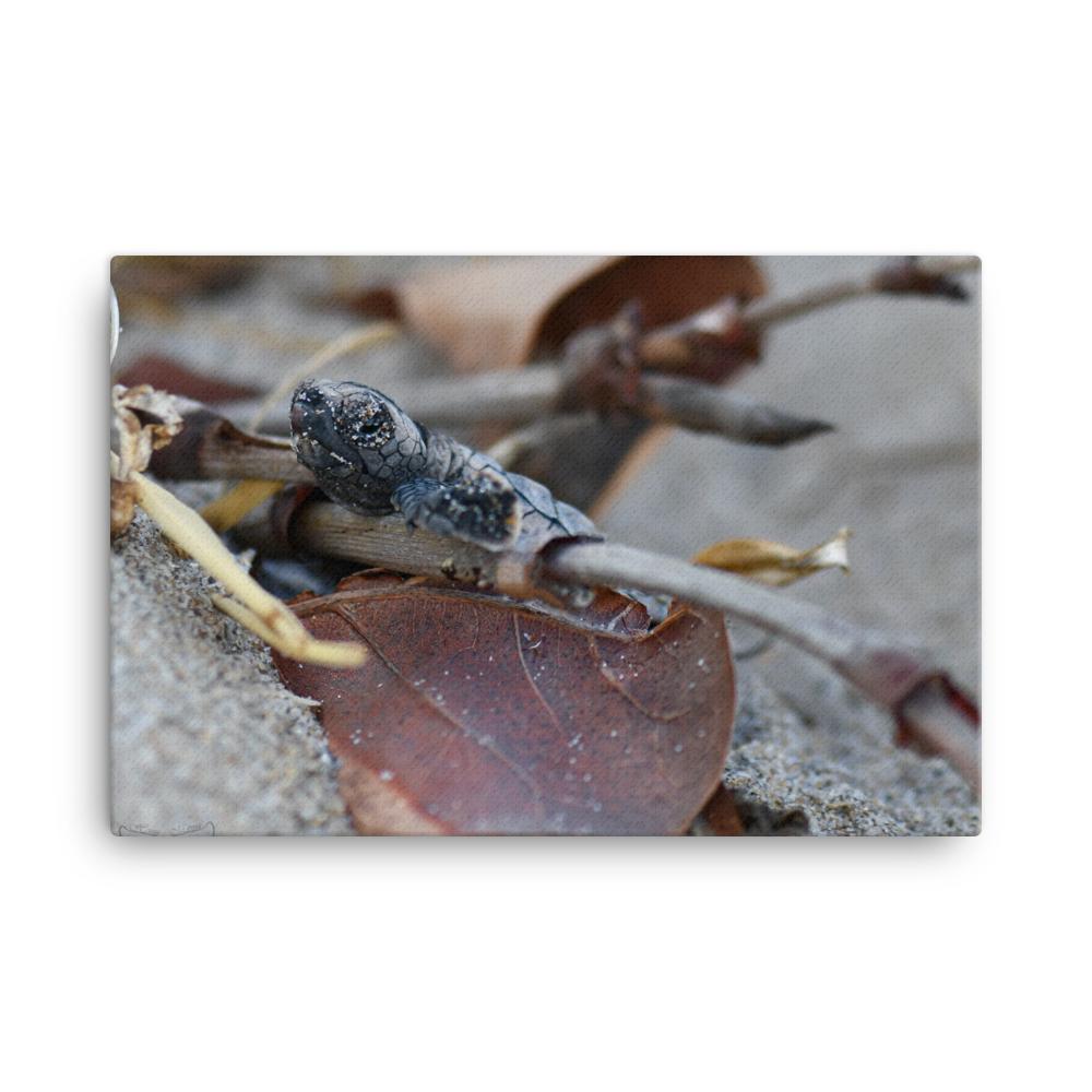 Baby Loggerhead Climbing to the Ocean (Leaf and stick)