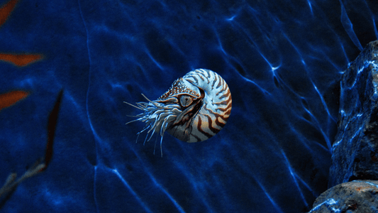 10 Underwater Creature Facts We Bet You Won't Know