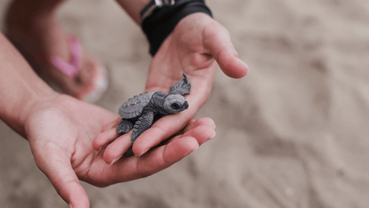 A Sea Turtle's Journey: From Rescue to Recovery