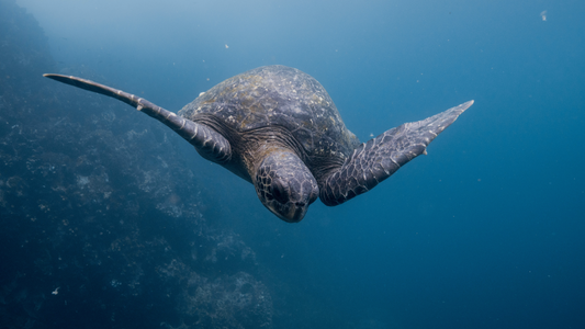 Exploring the Unique Diet of Leatherback Sea Turtles 🐢