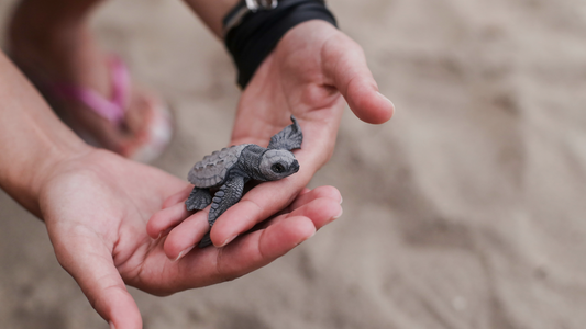 A Sea Turtle's Journey: From Rescue to Recovery