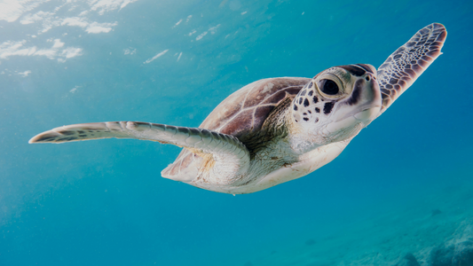15 Fascinating Facts About Sea Turtles