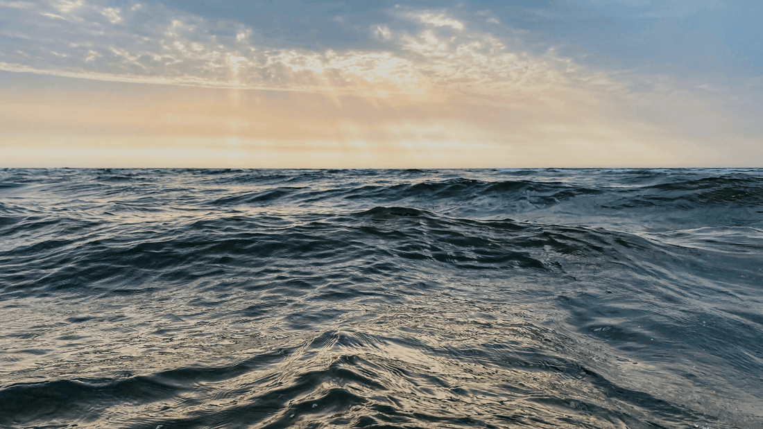 The Resilient Wanderers: Sea Turtles in the North Sea