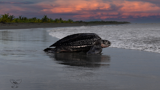 Leatherback on Black Sand beach (Sunset)