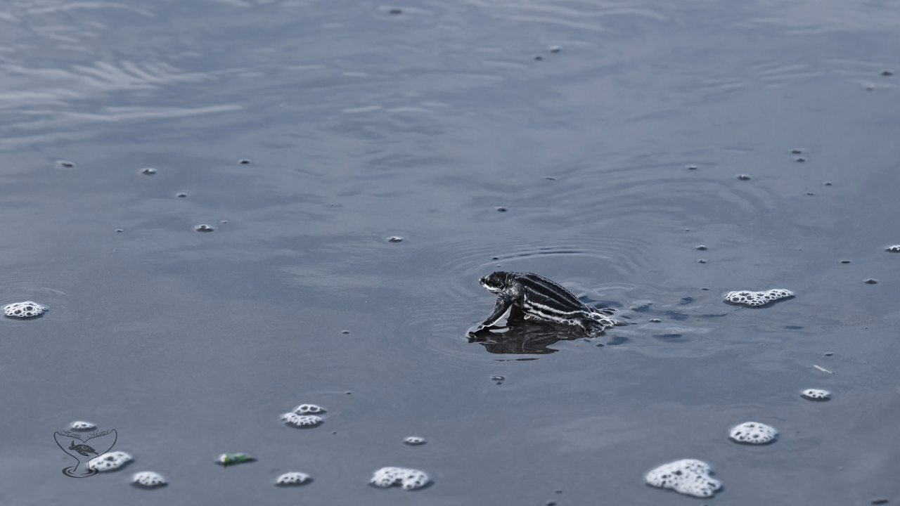 Baby Leatherback Enters Sea For The First Time