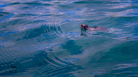 Baby Sea Turtle Breathing on Surface of Water