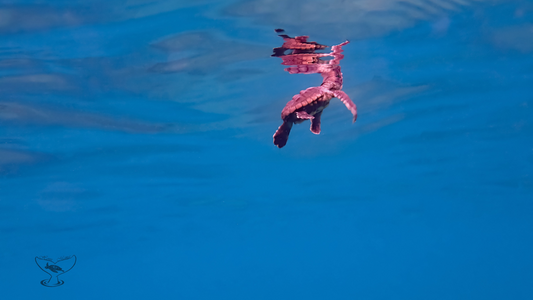 Baby Loggerhead Surfacing (Rear Shot)