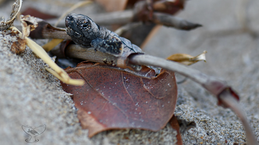 Baby Loggerhead Climbing to the Ocean (Leaf and stick)