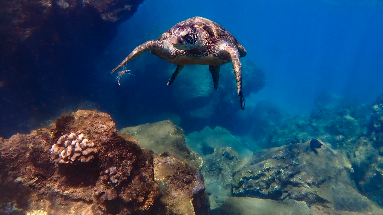 Green Sea Turtle w/ Shrimp