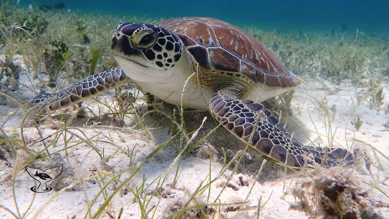 Green Sea Turtle Hovering in the Seagrass