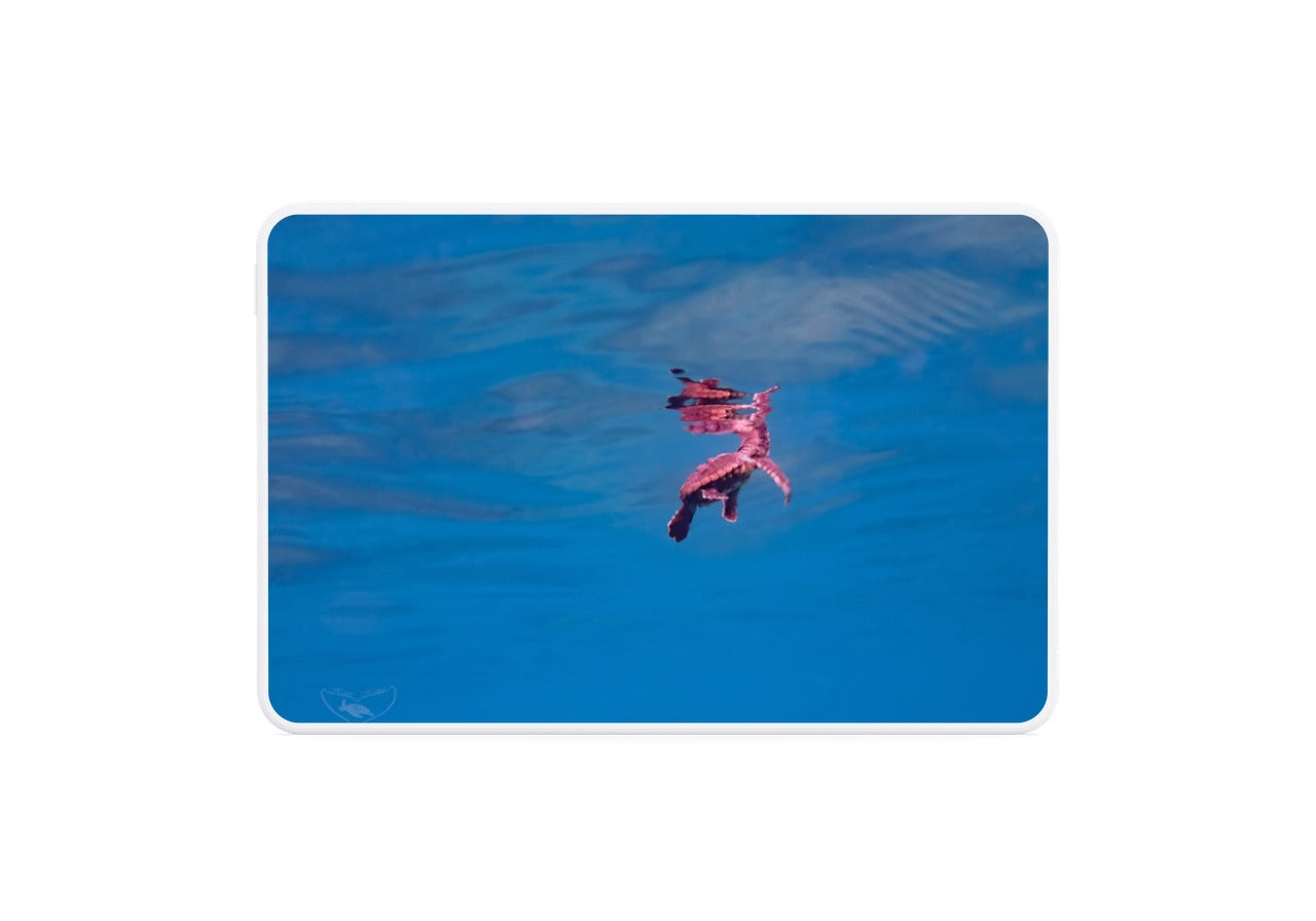 Baby Loggerhead Surfacing (Rear Shot)