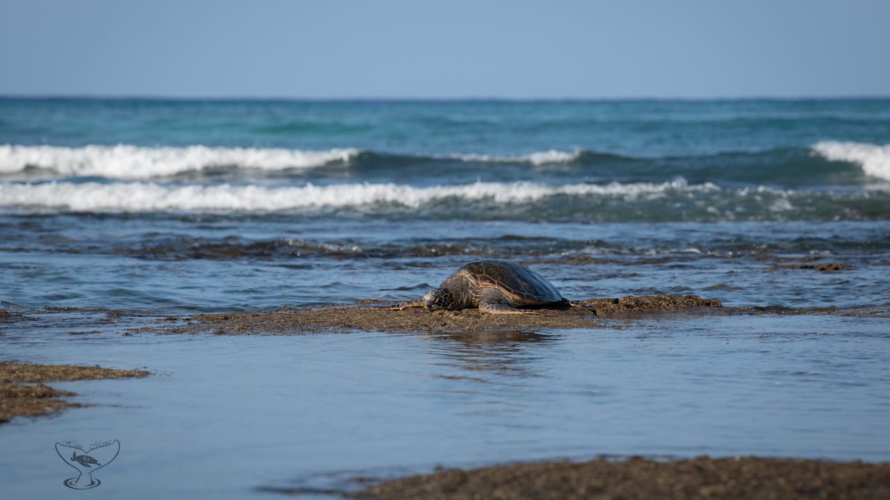 Lounging Green Sea Turtle on Turtle Island