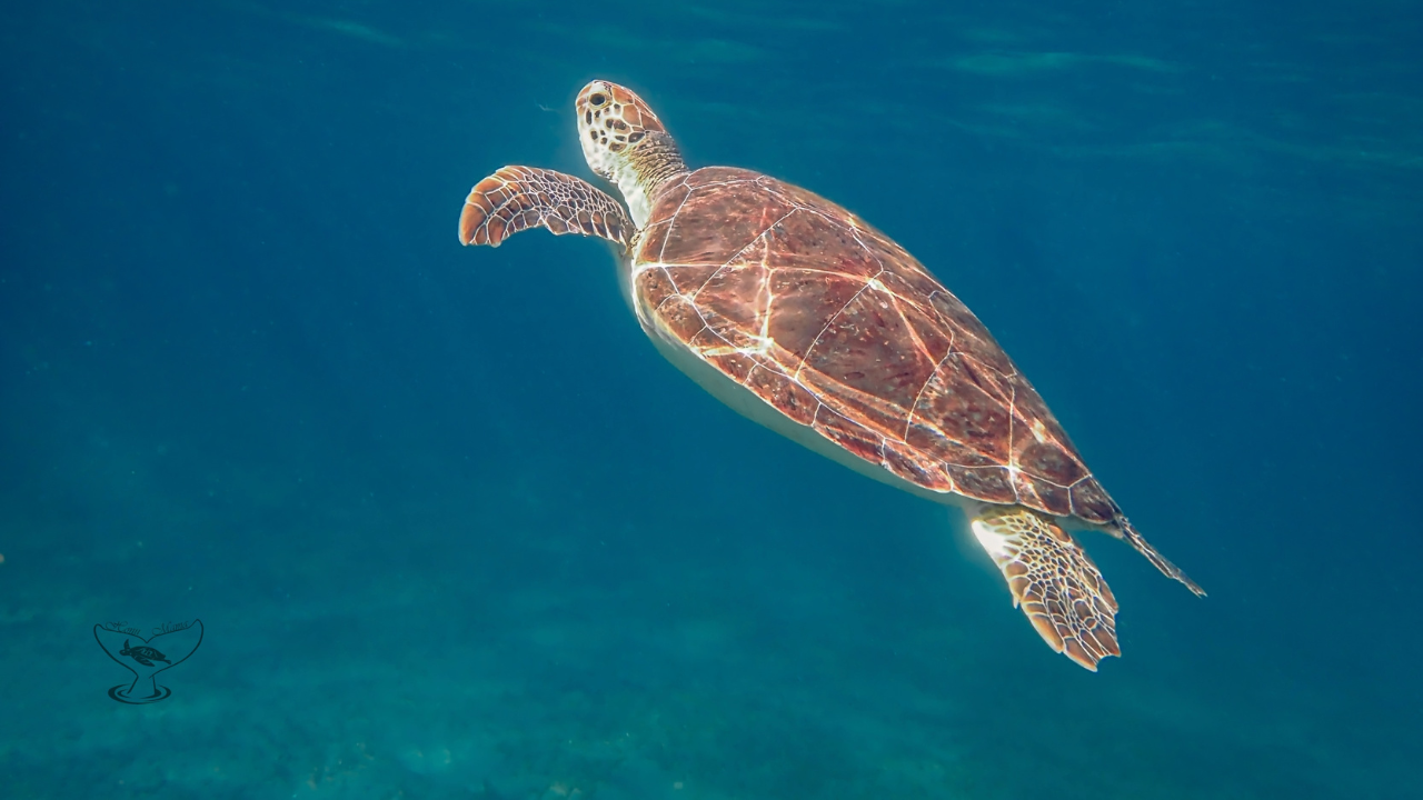 Green Sea Turtle Swimming to the Top for Air