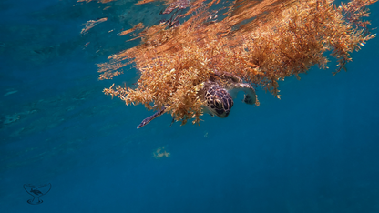 Green Sea Turtle Swimming through Floating Seaweed