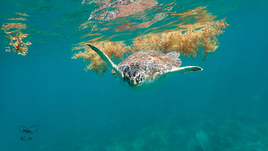 Green Sea Turtle Swimming in Floating Seaweed