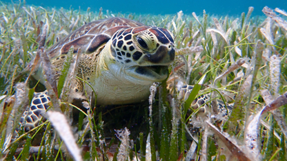 Green Sea Turtle Razor Beak in Seagrass