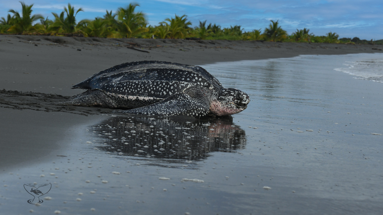 Giant Leatherback Returning to Ocean