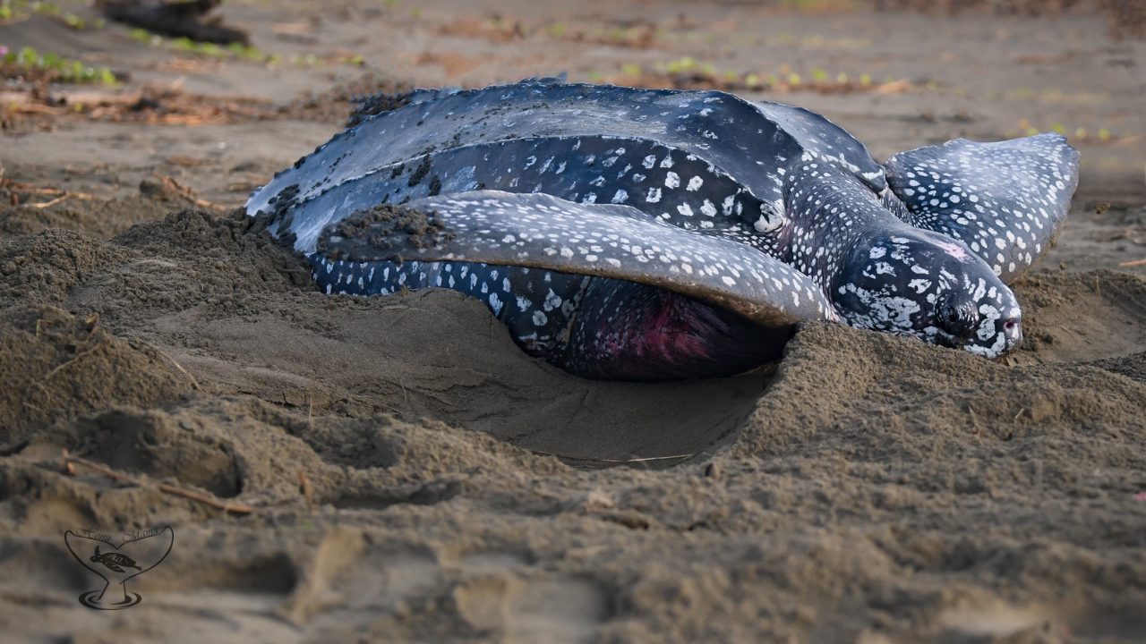 Giant Leatherback Nesting