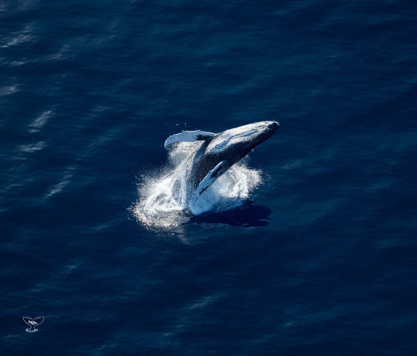 Maui Breacher Whale Making a Splash