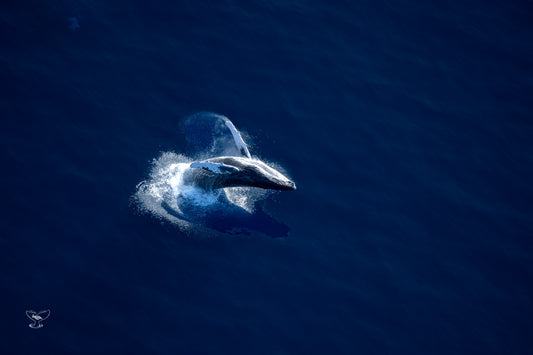 Maui Breacher Whale