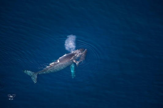 Humpback Calf Hugging Whale Mother