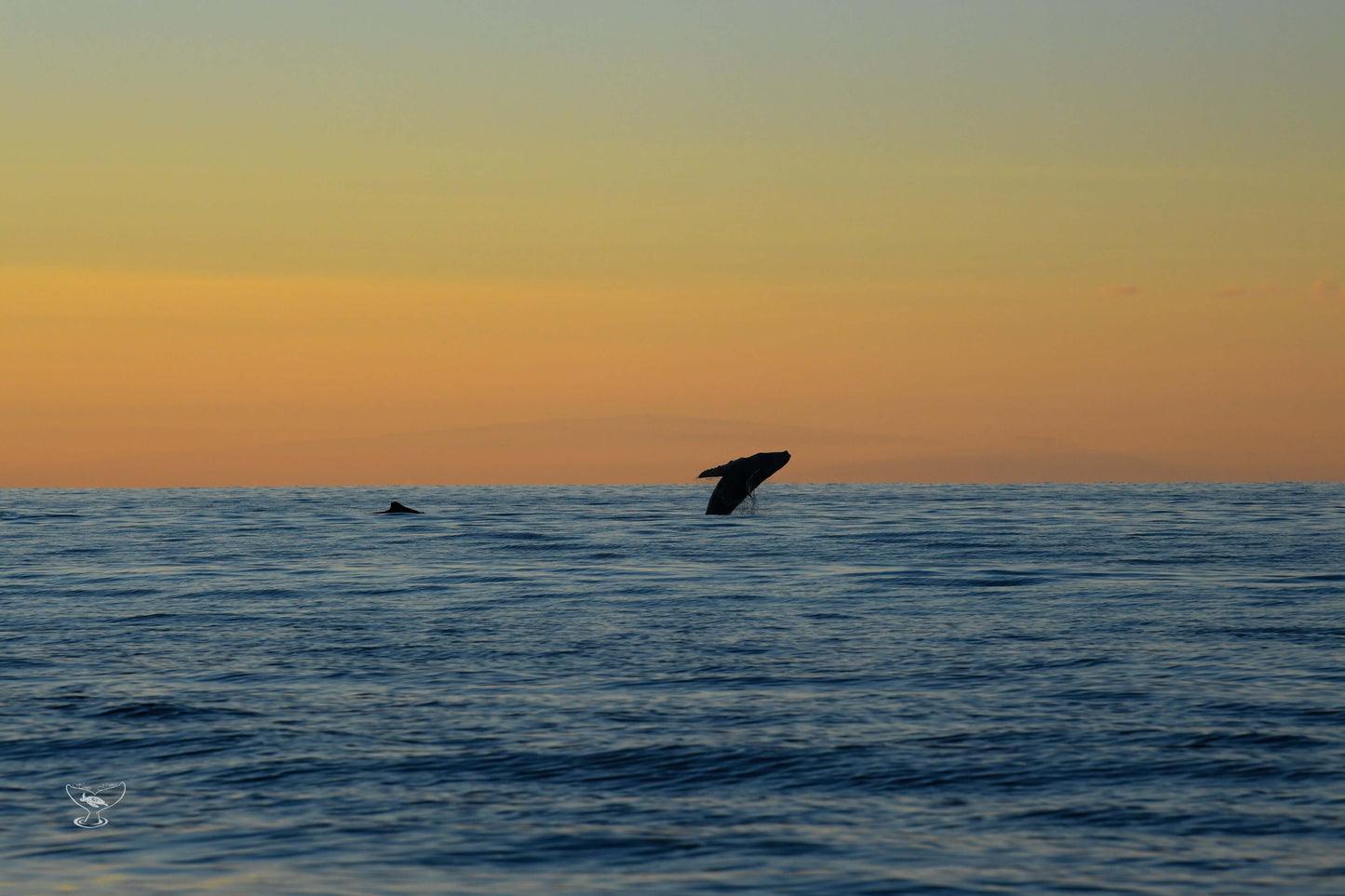 Humpback Whale Sunset In Maui