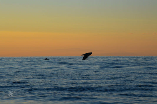 Humpback Whale Sunset In Maui