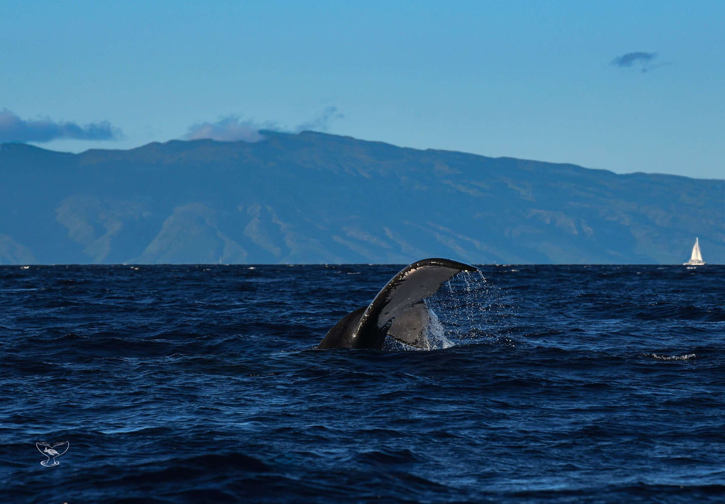 Whale Tail with Mountain Background