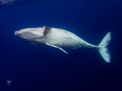 Whale Calf Sideways