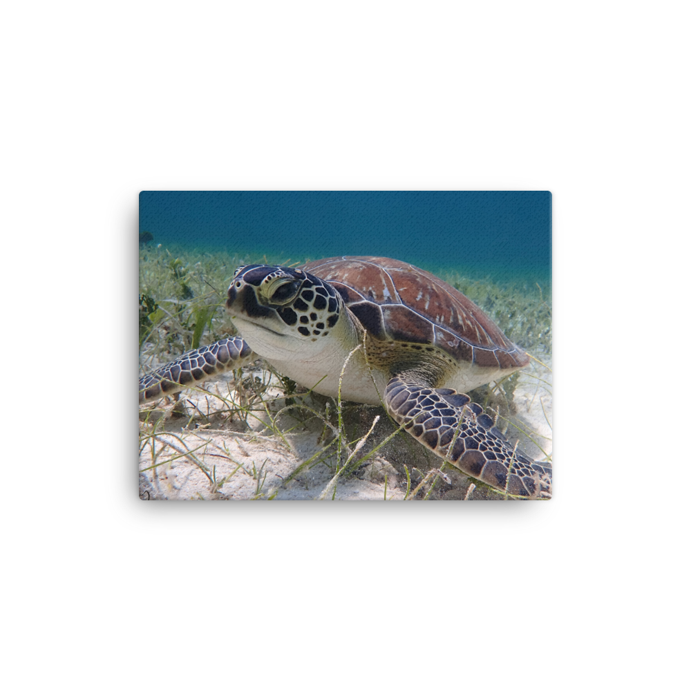 Green Sea Turtle Hovering in the Seagrass