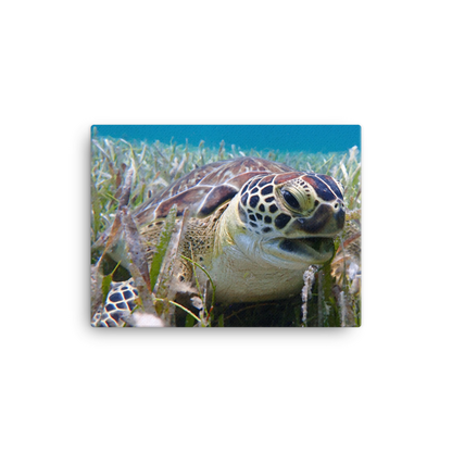 Green Sea Turtle Razor Beak in Seagrass