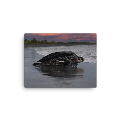 Leatherback on Black Sand beach (Sunset)