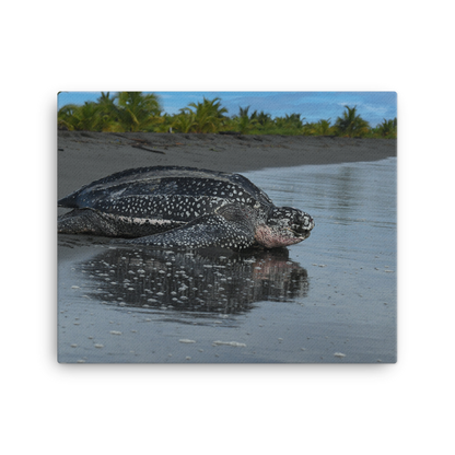 Giant Leatherback Returning to Ocean