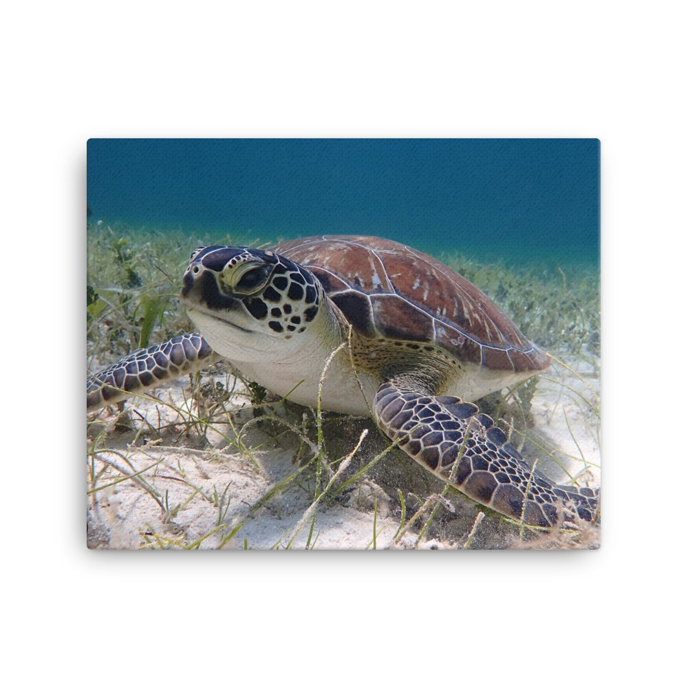 Green Sea Turtle Hovering in the Seagrass