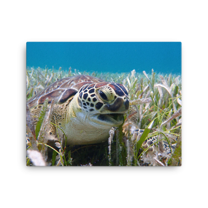 Green Sea Turtle Razor Beak in Seagrass