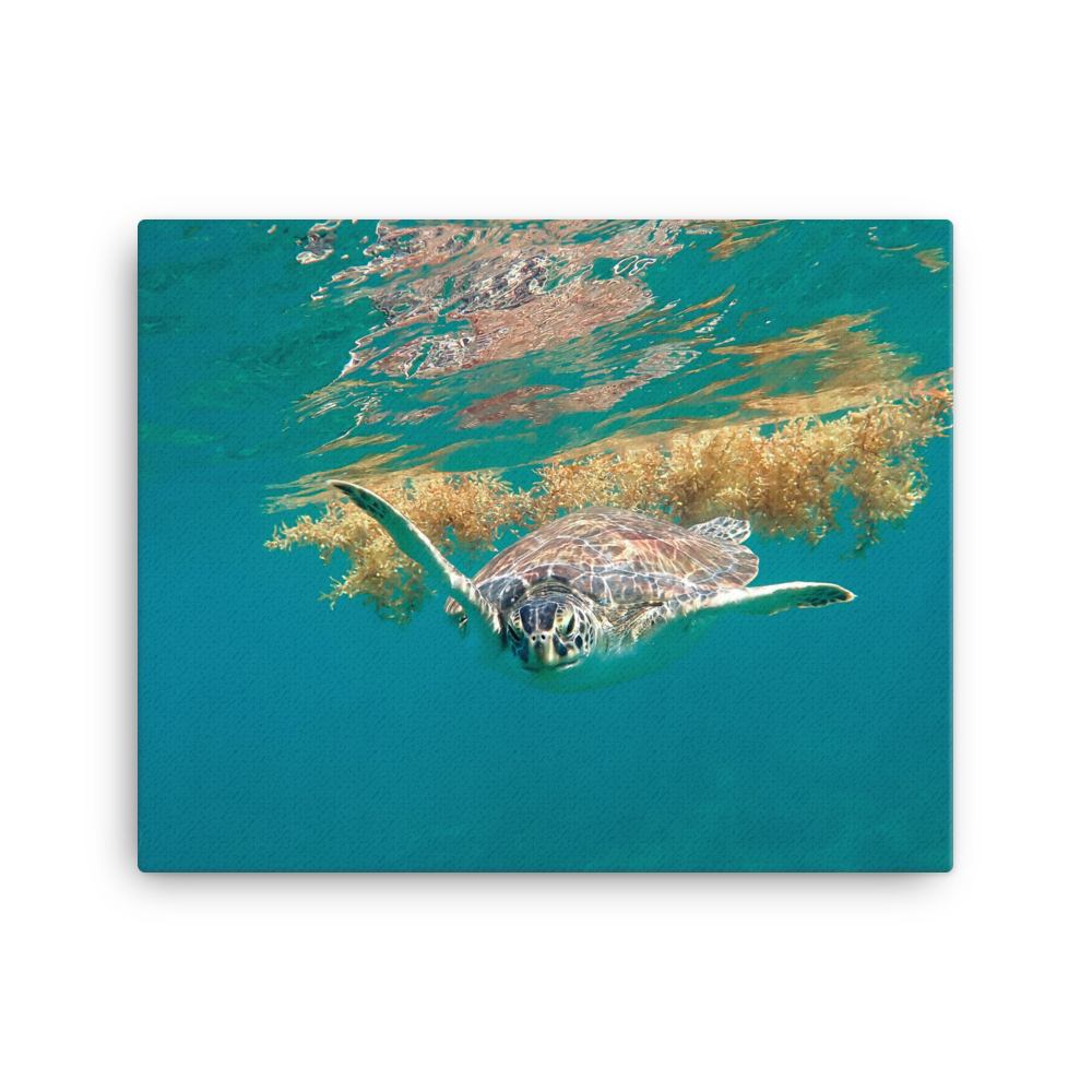 Green Sea Turtle Swimming in Floating Seaweed