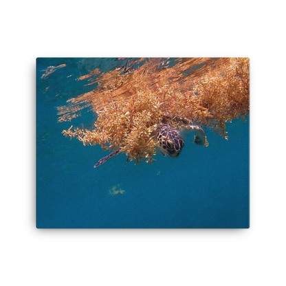 Green Sea Turtle Swimming through Floating Seaweed