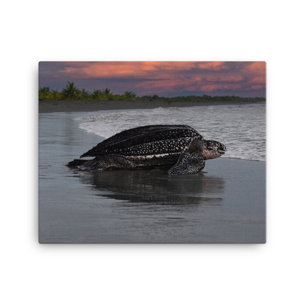 Leatherback on Black Sand beach (Sunset)