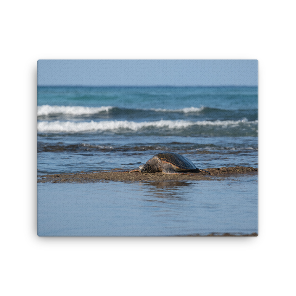 Lounging Green Sea Turtle on Turtle Island