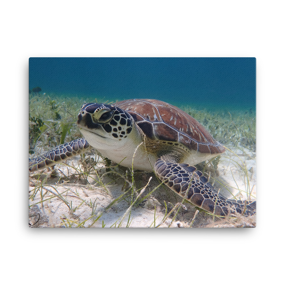 Green Sea Turtle Hovering in the Seagrass