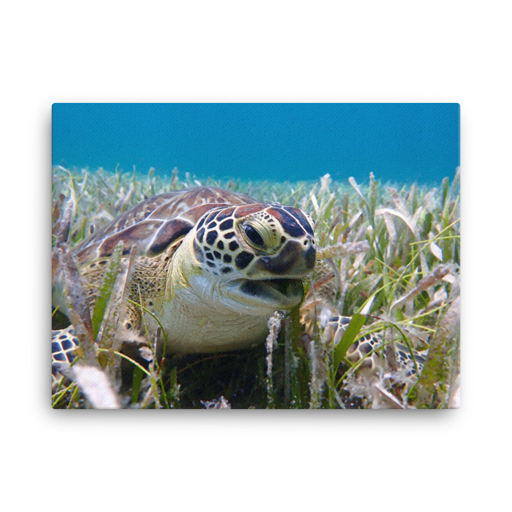 Green Sea Turtle Razor Beak in Seagrass