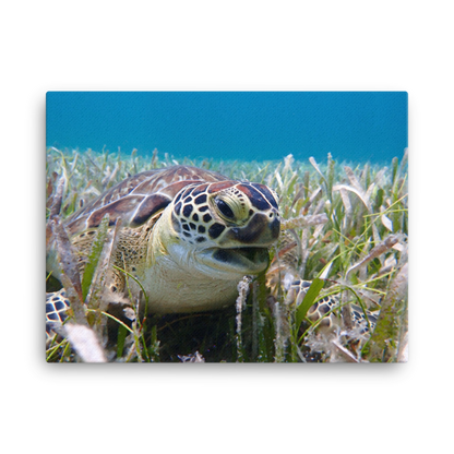 Green Sea Turtle Razor Beak in Seagrass