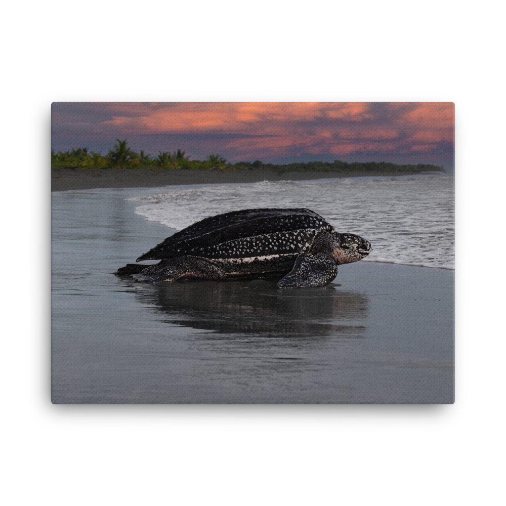 Leatherback on Black Sand beach (Sunset)