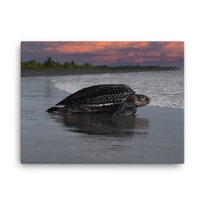 Leatherback on Black Sand beach (Sunset)