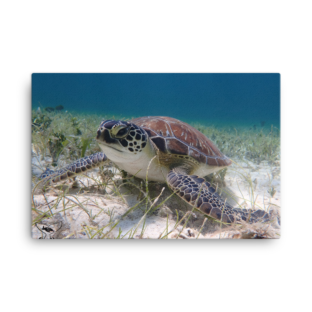 Green Sea Turtle Hovering in the Seagrass