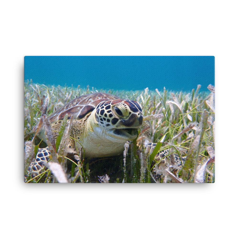 Green Sea Turtle Razor Beak in Seagrass