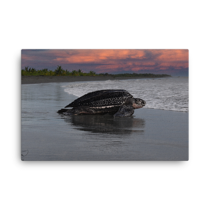 Leatherback on Black Sand beach (Sunset)